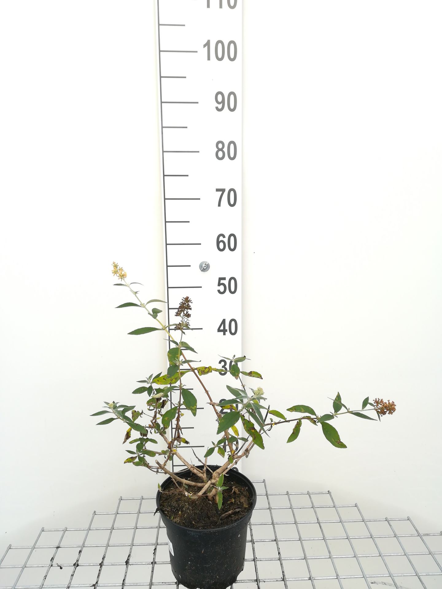Buddleja x weyeriana 'Sungold' - pot - 40-60 cm