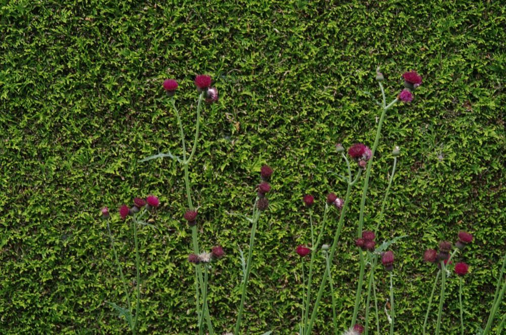 Plantenfiche-Cirsium-rivulare-Atropurpureum-