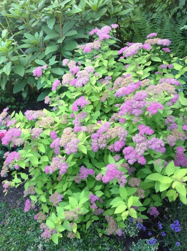 Plantenfiche-Spiraea-japonica-Golden-Princess-