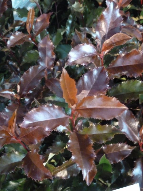 Plantenfiche-Photinia-Kolmavoca-Magical-Volcano-