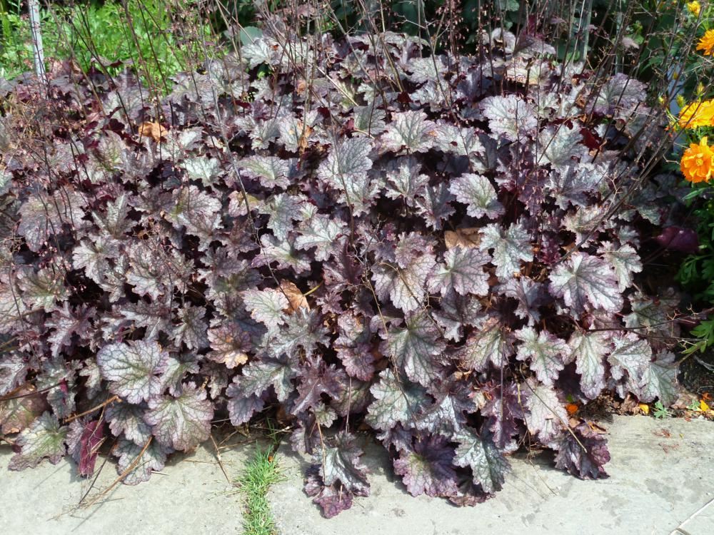 Plantenfiche-Heuchera-Plum-Pudding-