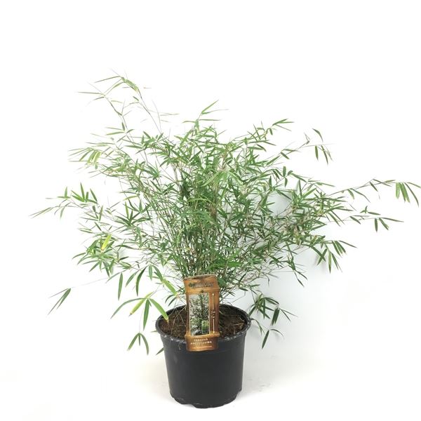 Fargesia angustissima - pot 5L - 60-80 cm