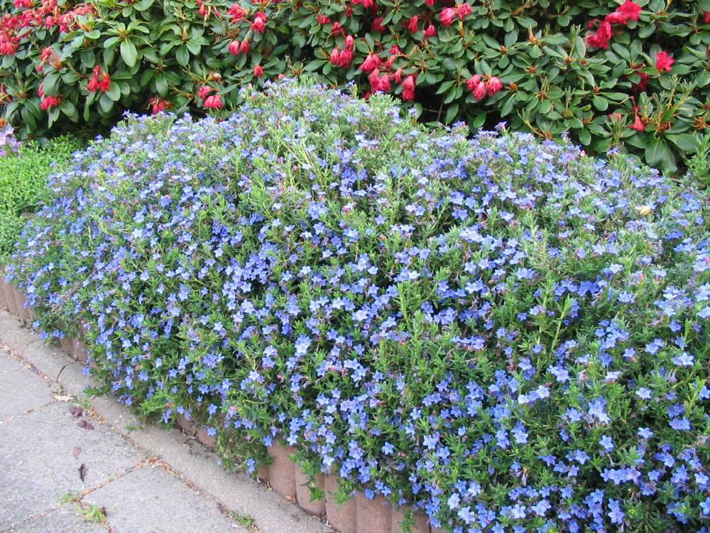 Plantenfiche-Lithodora-diffusa-Heavenly-Blue-
