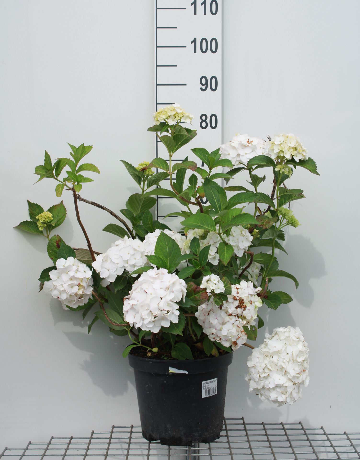 Hydrangea macrophylla - wit - pot 10L - 40-60 cm