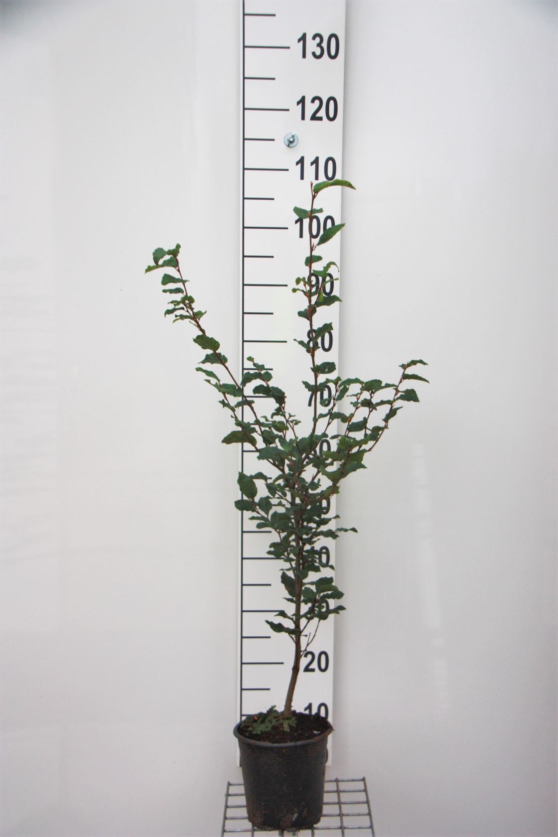 Fagus sylvatica - pot - 80-100 cm