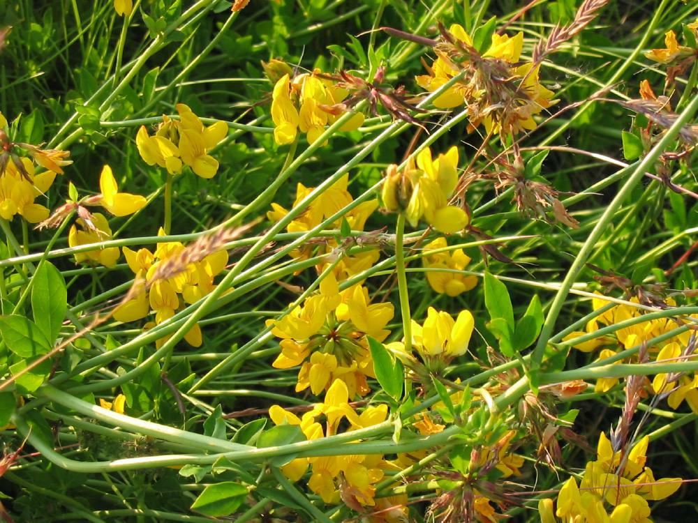 Plantenfiche-Lotus-corniculatus