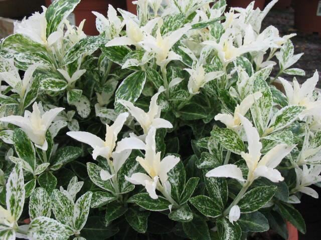 Plantenfiche-Euonymus-japonicus-Heespierrolino-Pierrolino-