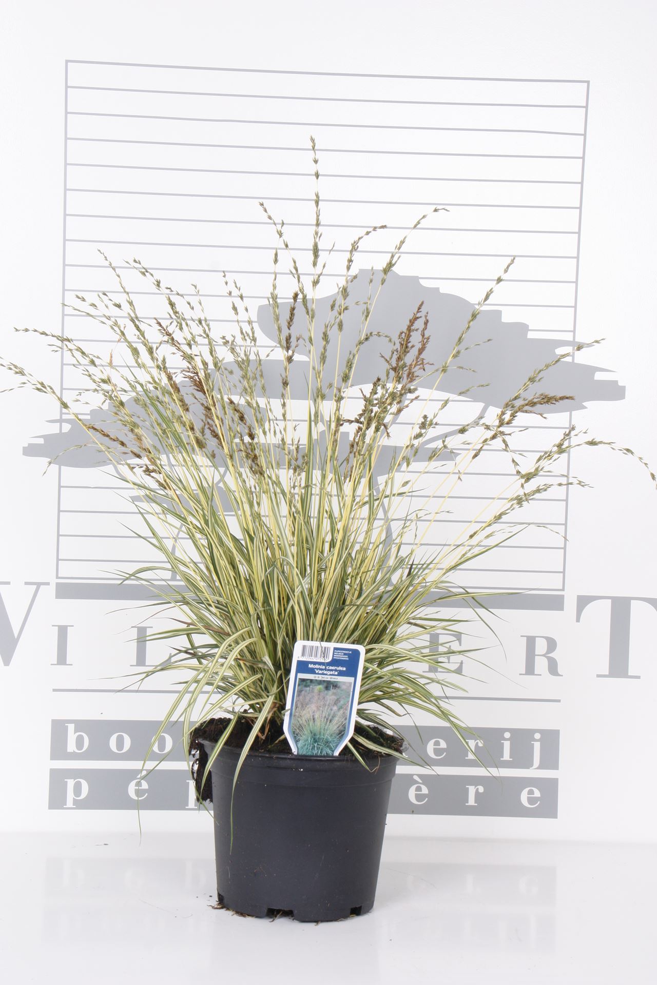 Molinia caerulea 'Variegata' - pot 3L