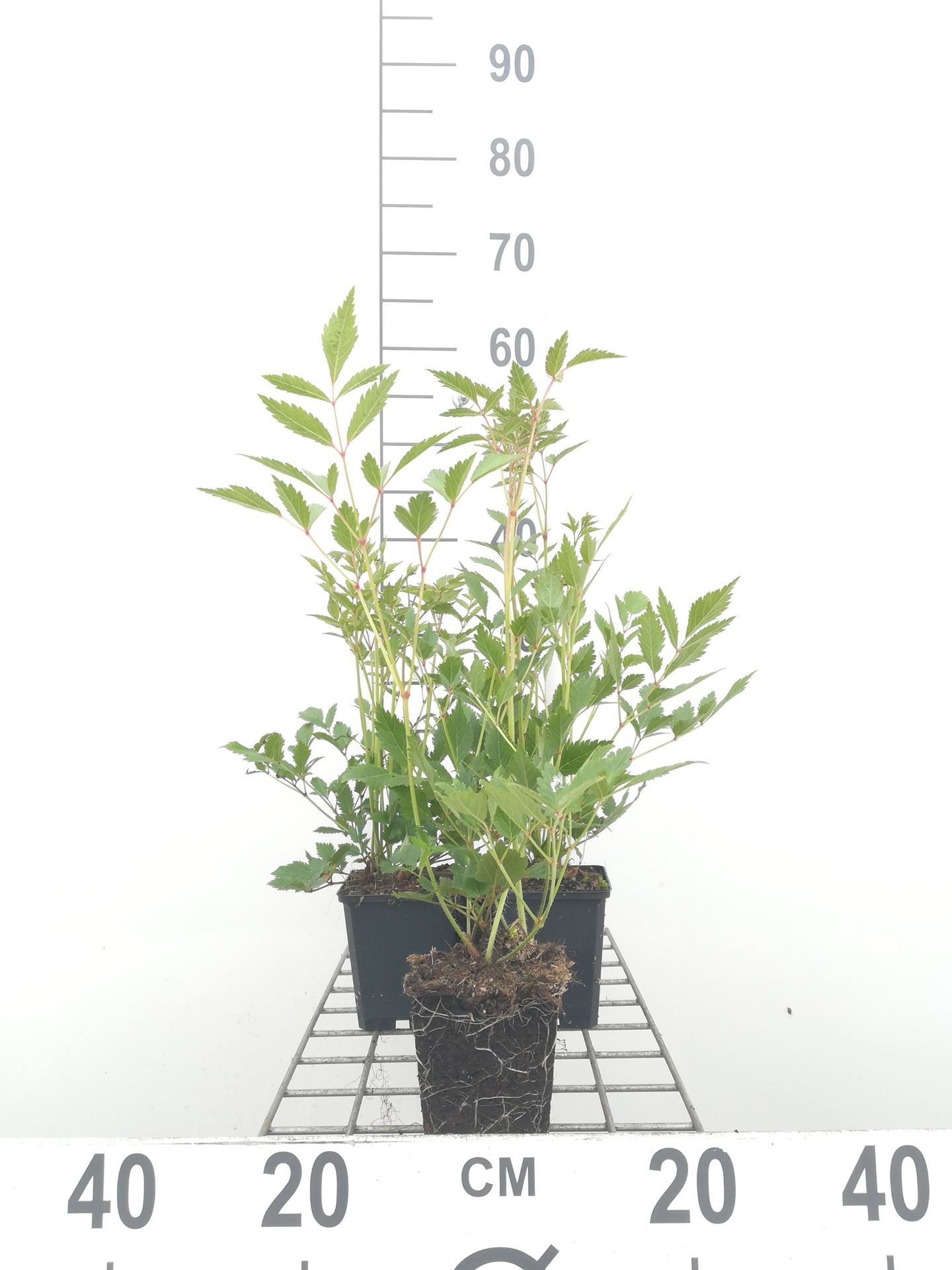 Astilbe 'Rheinland' - pot 9x9 cm