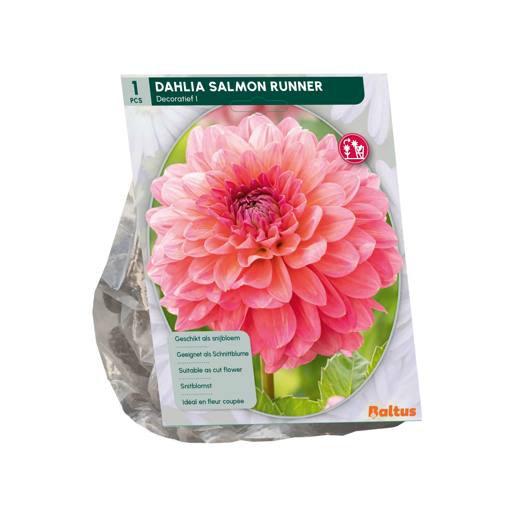 Baltus dahlia 'Salmon Runner' - Najaarsbloeiers - 1 bol (roze)