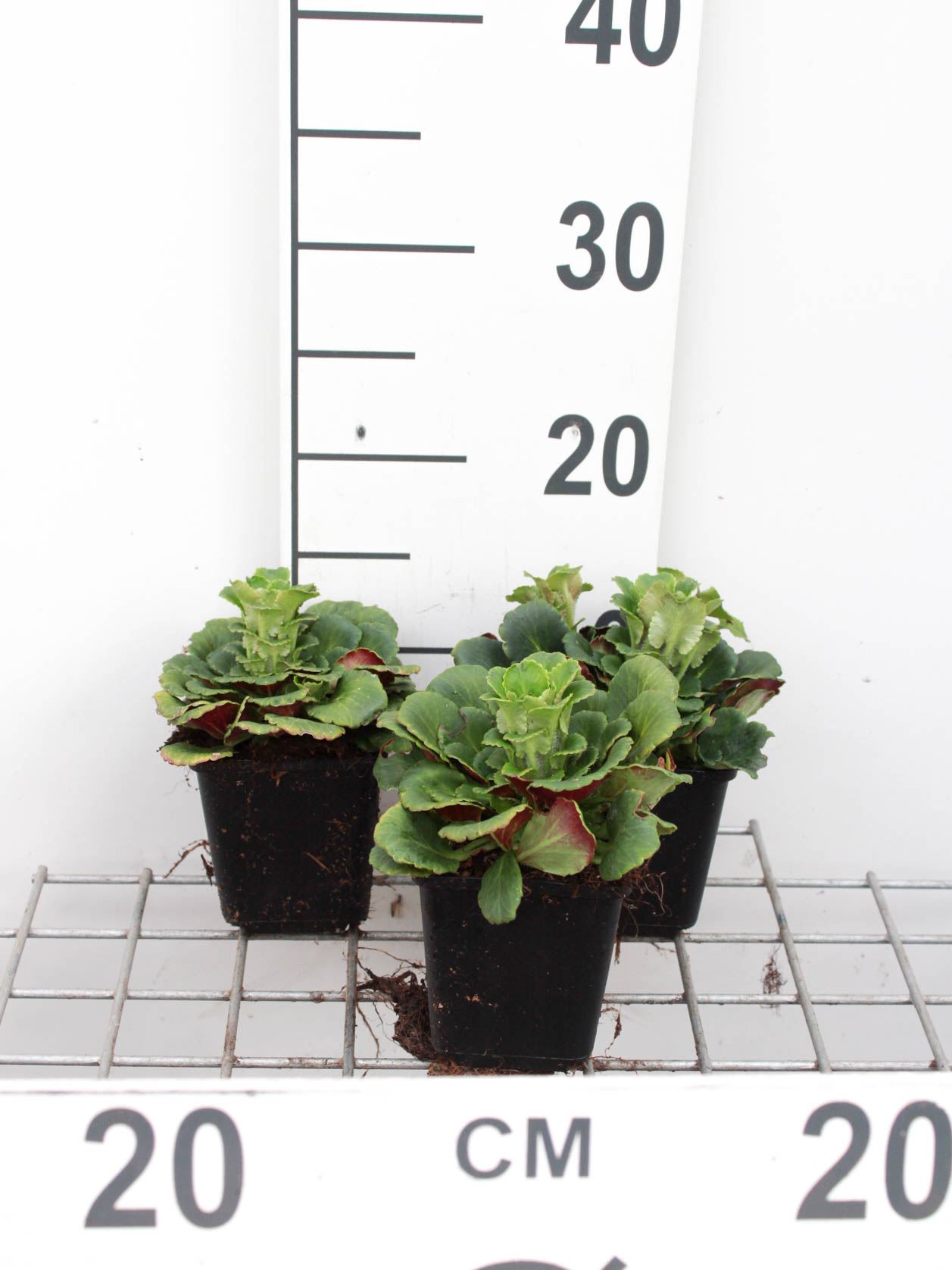 Saxifraga x urbium - pot 9x9 cm