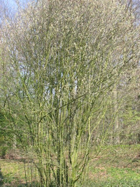 Plantenfiche-Amelanchier-spicata