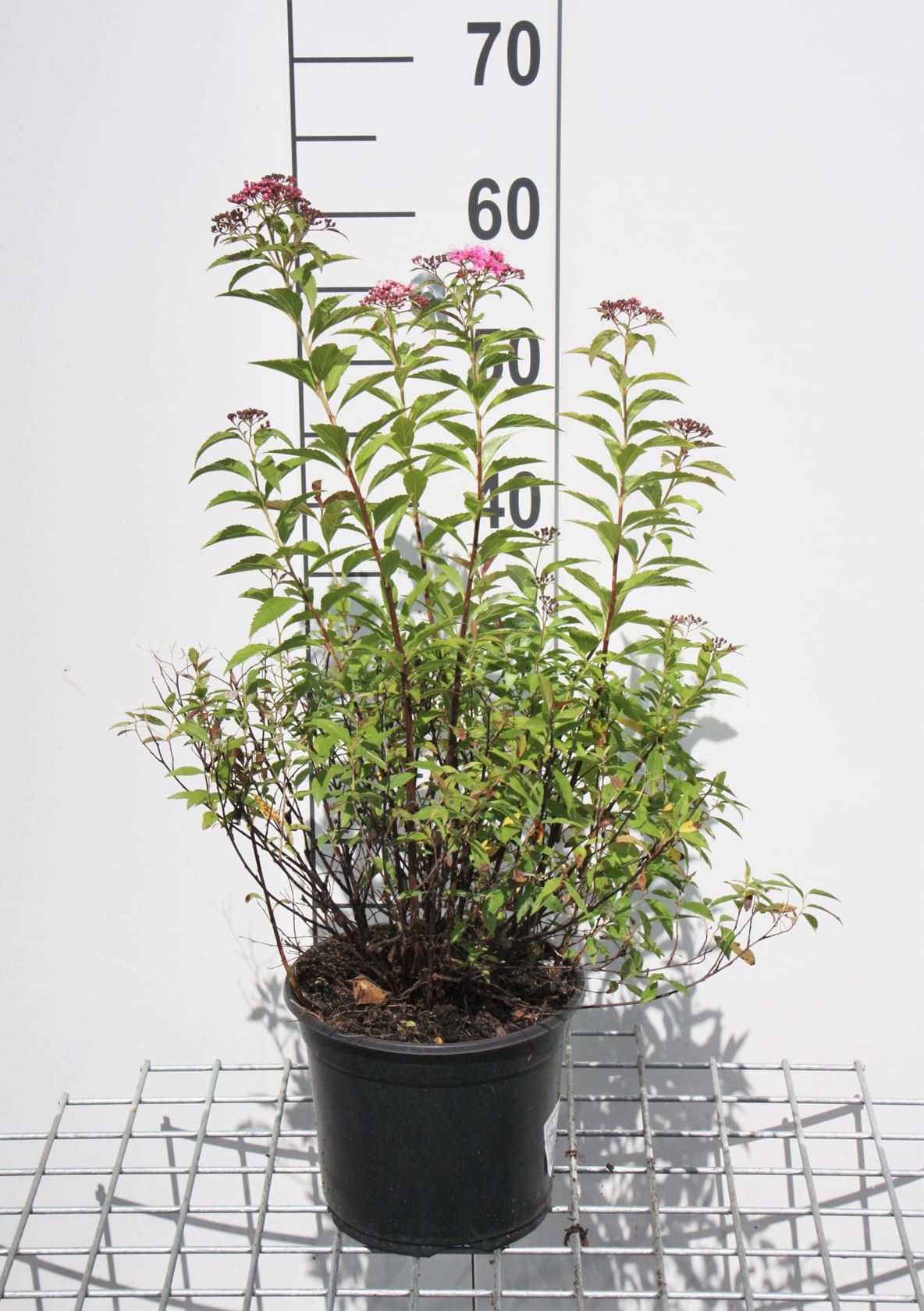 Spiraea japonica 'Genpei' - pot 3L - 25-30 cm