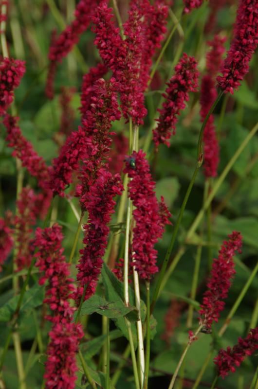 Plantenfiche-Persicaria-amplexicaulis-Fat-Domino-