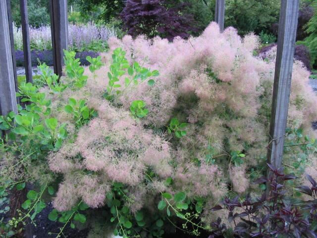 Plantenfiche-Cotinus-coggygria-Young-Lady-