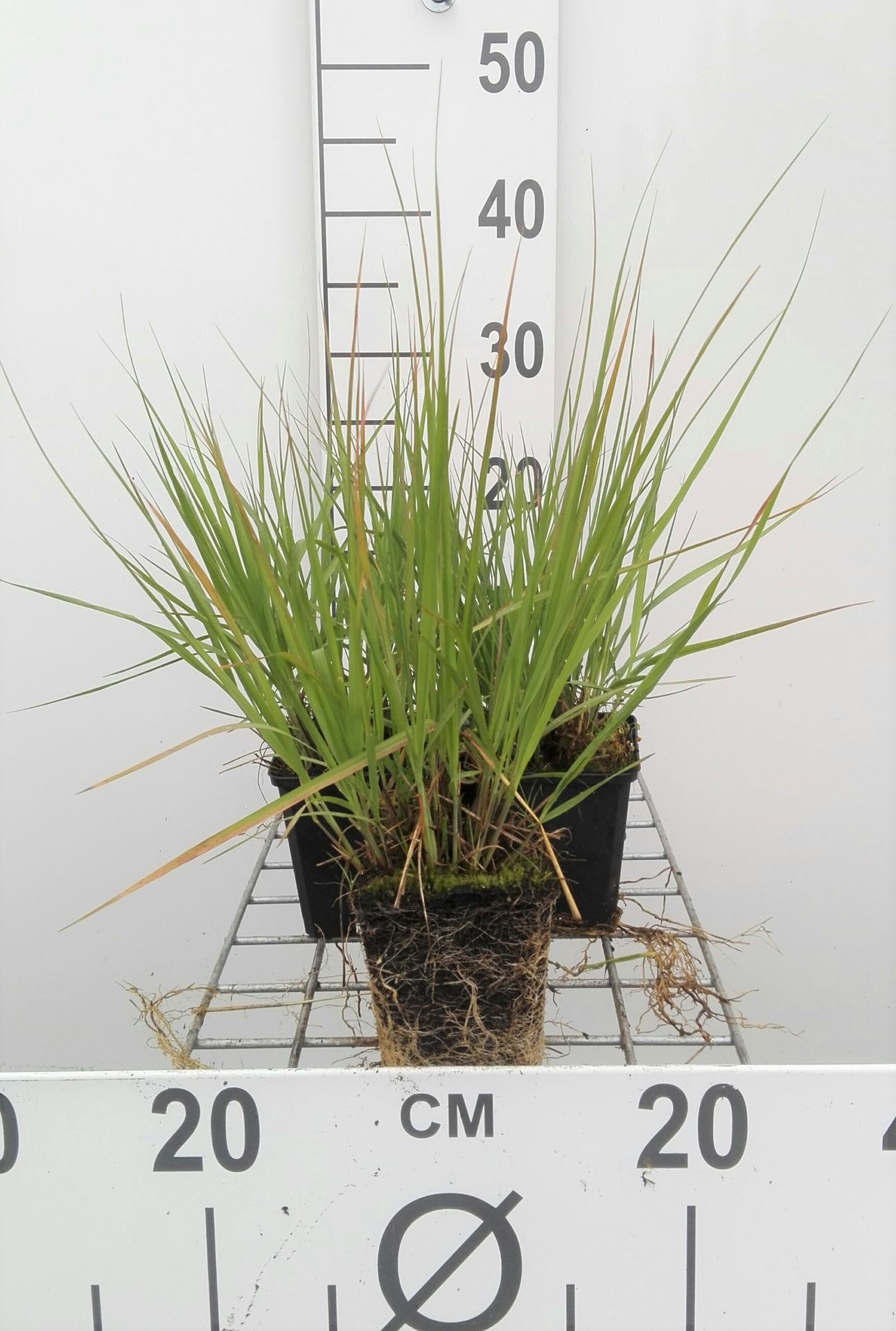 Molinia caerulea 'Heidebraut' - pot 9x9 cm