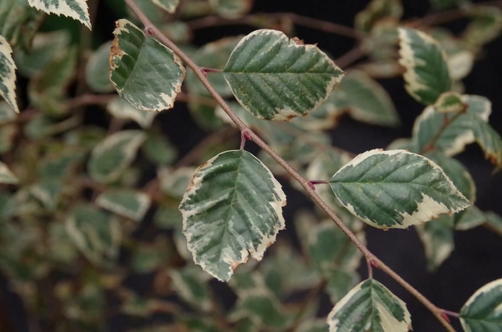 Plantenfiche-Betula-nigra-Shiloh-Splash-