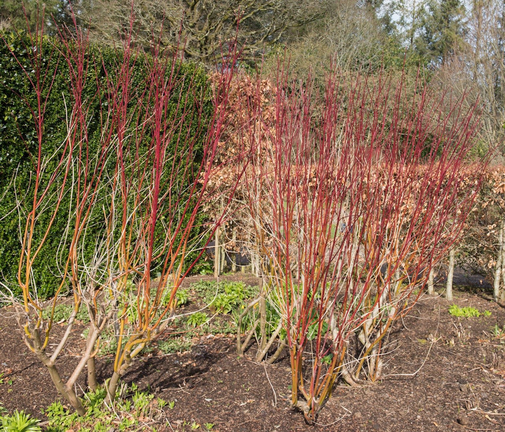 Plantenfiche-Cornus-alba-Aurea-
