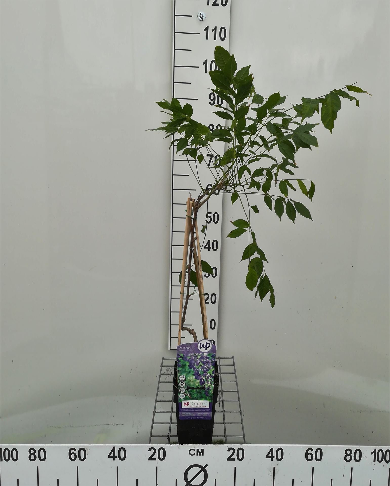 Wisteria sinensis 'Prolific' - pot - 50-60 cm
