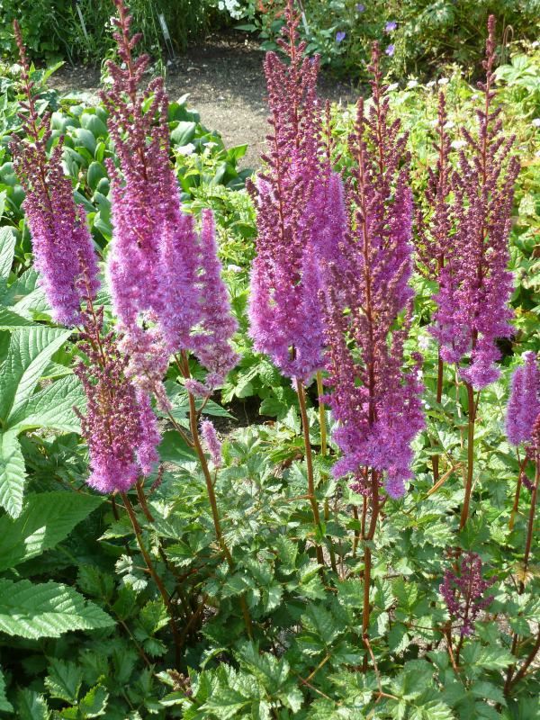 Plantenfiche-Astilbe-chinensis-Purpurlanze-