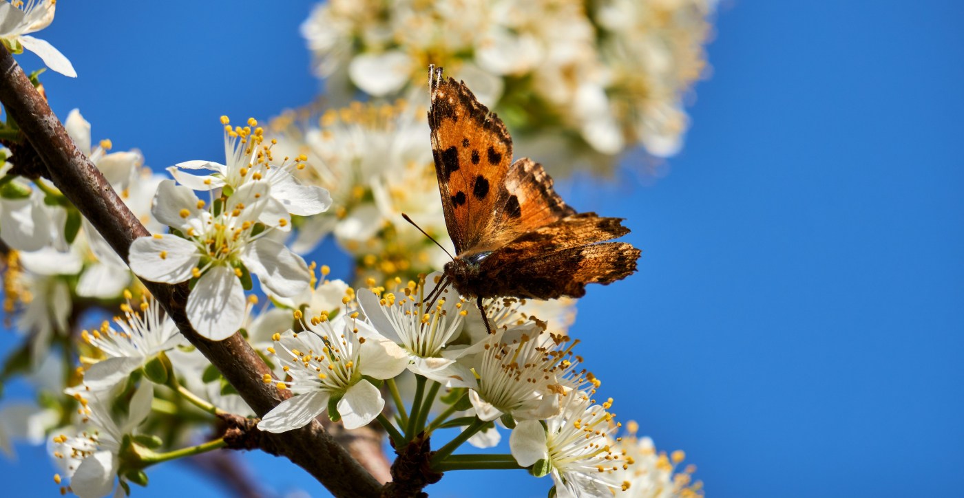 Een tuin vol bijen en vlinders, deel 3: de vlinder vlinder op bloem