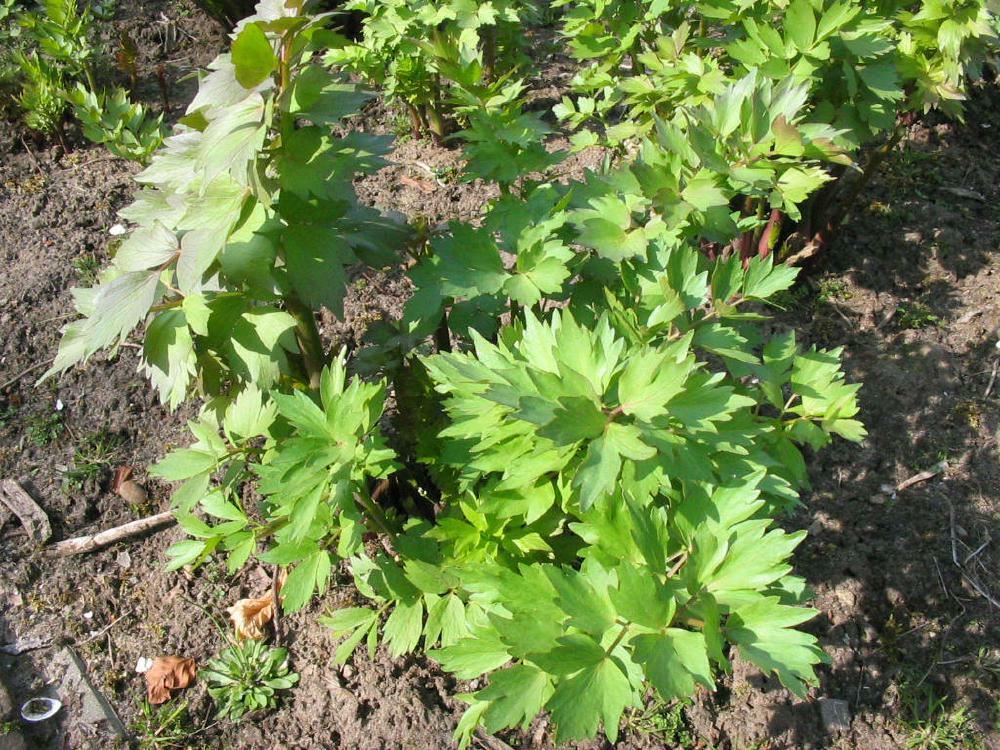 Plantenfiche-Levisticum-officinalis-Lavas-