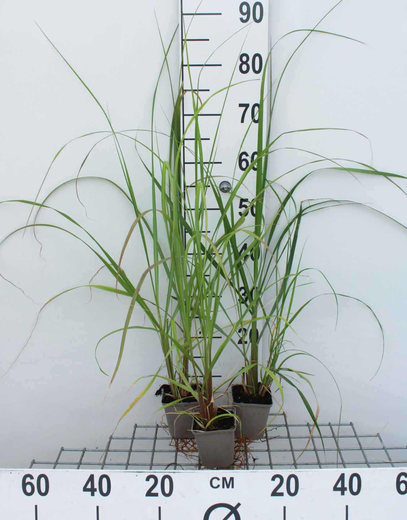 Pennisetum alopecuroides 'Black Beauty' - pot 9x9 cm