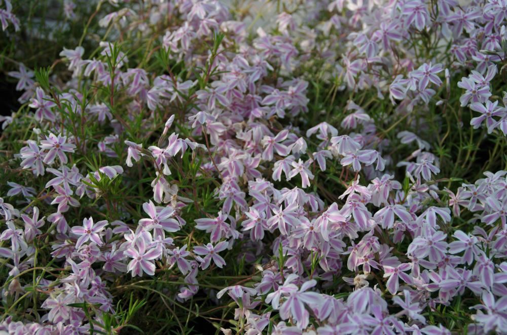 Plantenfiche-Phlox-Tamaongalei-