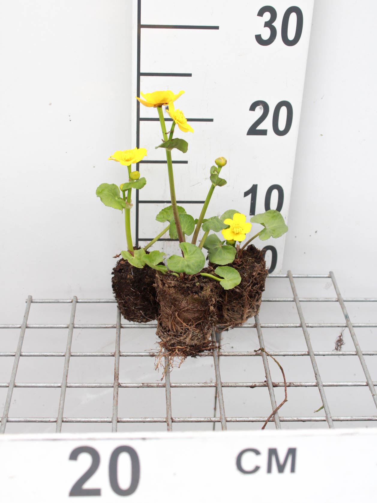 Caltha palustris - Biopot ø7 cm