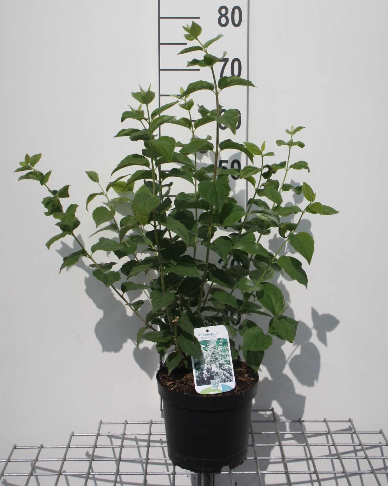 Philadelphus 'Bouquet Blanc' - pot - 50-60 cm