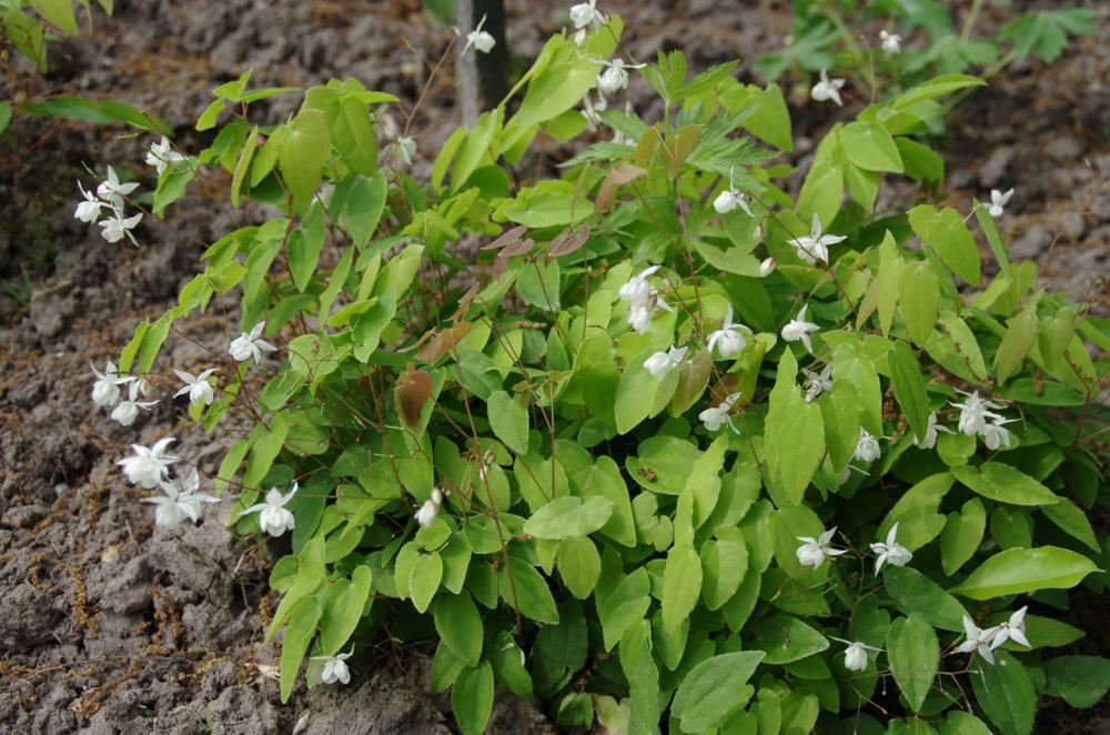 Plantenfiche-Epimedium-x-youngianum-Niveum-