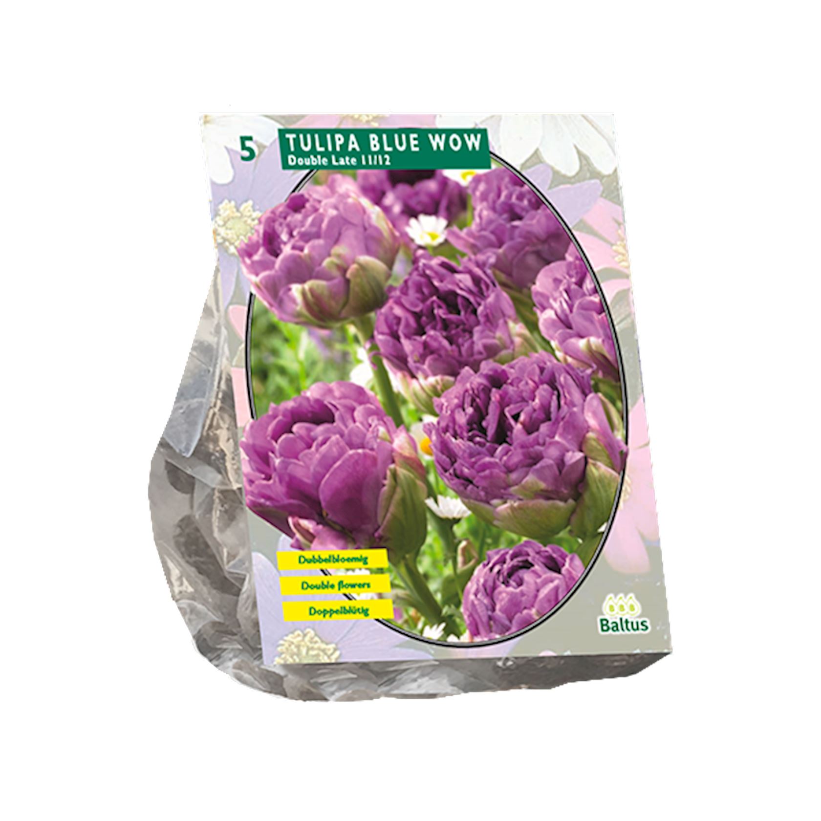 Tulipa-Blue-Wow-per-5