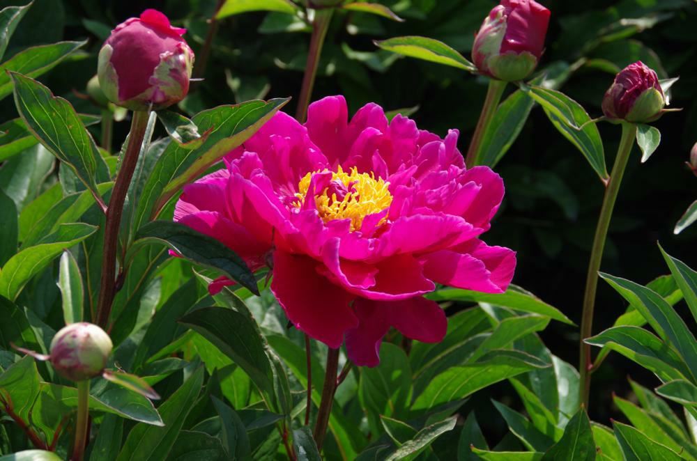 Plantenfiche-Paeonia-Karl-Rosenfield-