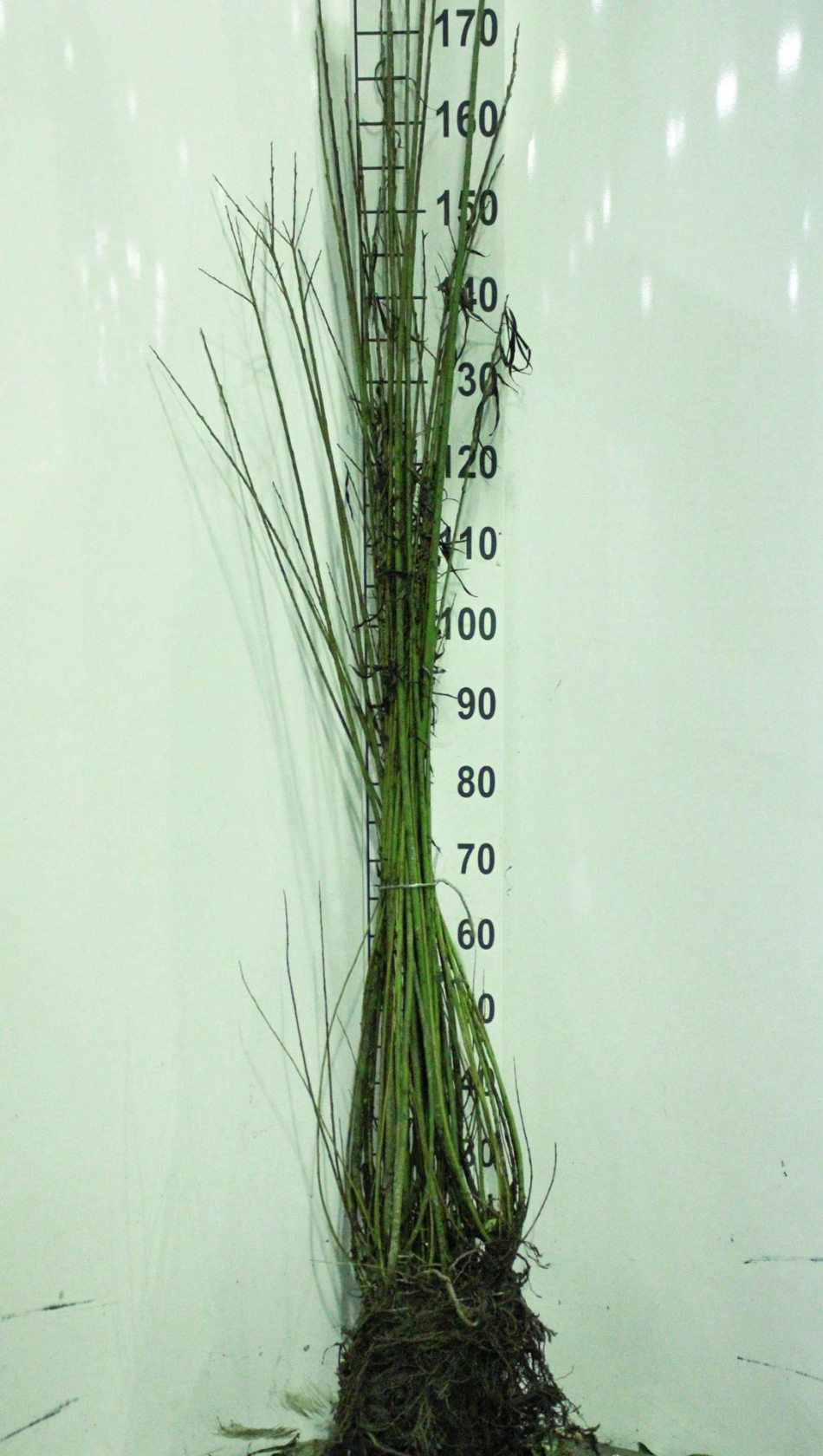Salix viminalis - bare root - 60-90 cm