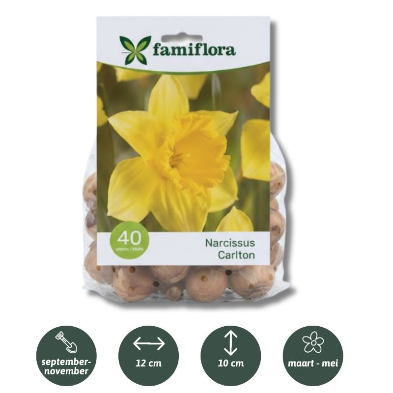 Famiflora Narcissus Carlton - Voorjaarsbloeiers - 40 bloembollen