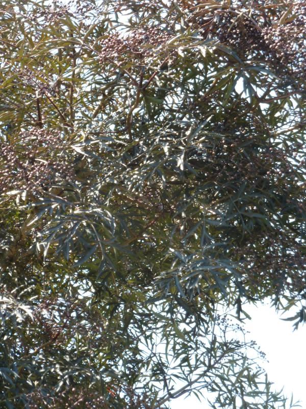 Plantenfiche-Sambucus-nigra-Eva-Black-Lace-