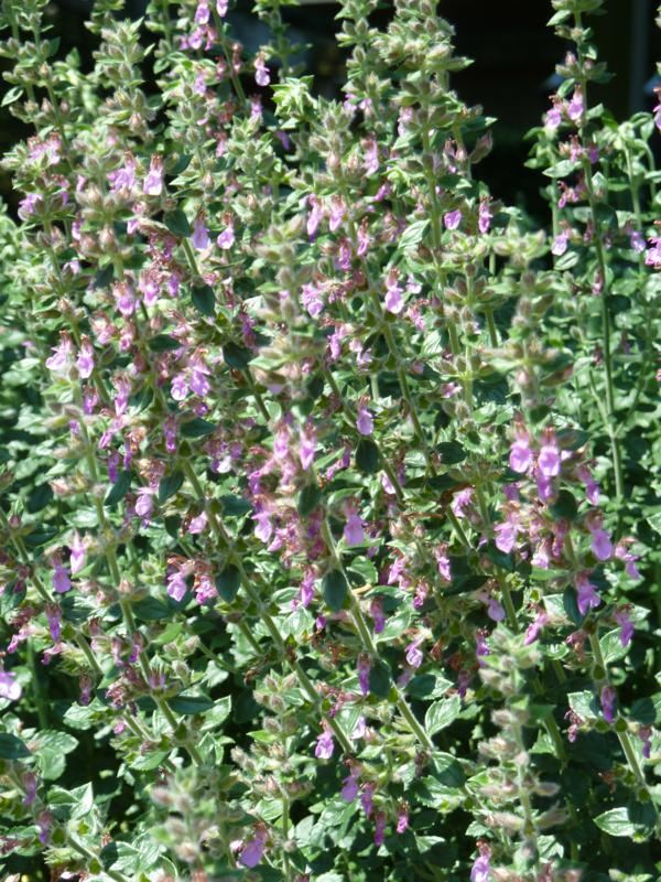 Plantenfiche-Teucrium-x-lucidrys