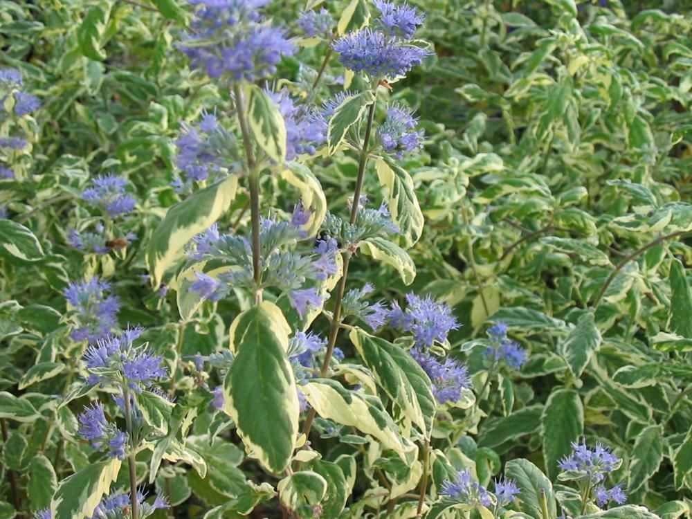 Plantenfiche-Caryopteris-x-clandonensis-White-Surprise-