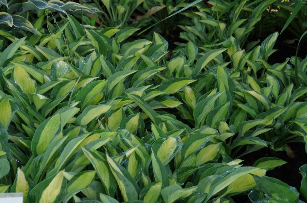 Plantenfiche-Hosta-Gypsy-Rose-