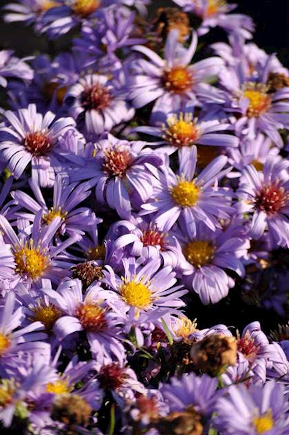 Plantenfiche-Aster-Lady-in-Blue-