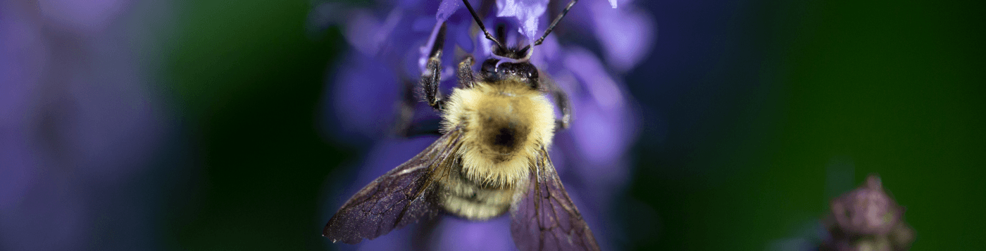 bijtje op lavendel