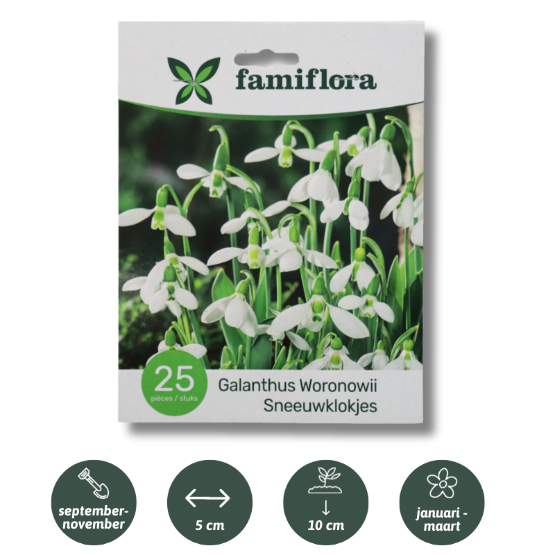 Famiflora Galanthus Woronowii - 25 bulbs - Spring flowering bulbs
