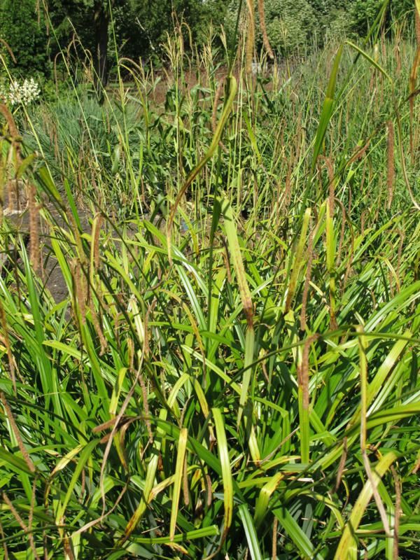 Plantenfiche-Carex-pendula