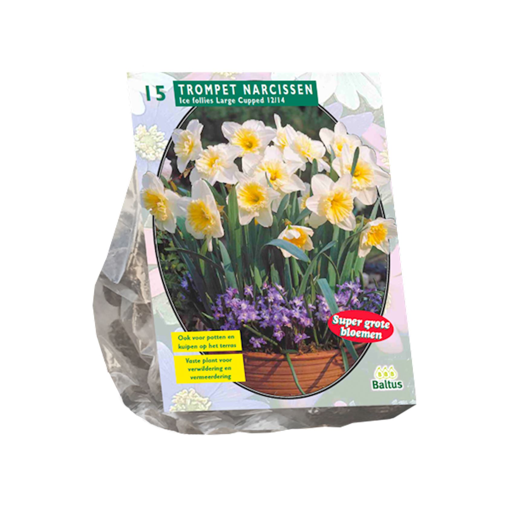 narcis-ice-follies-per-15