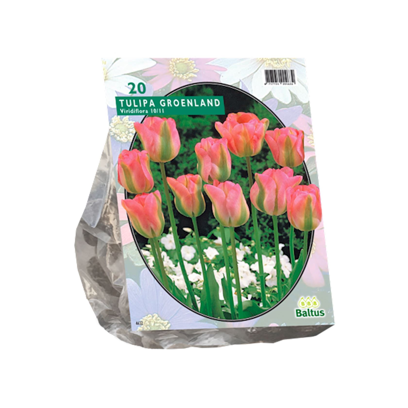 Baltus 'Tulipa Groenland' voorjaarsbloeiers - Viridiflora - 20 bollen