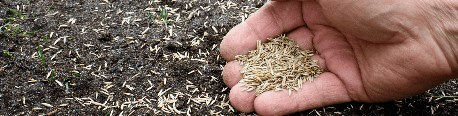 grass seed in palm of hand