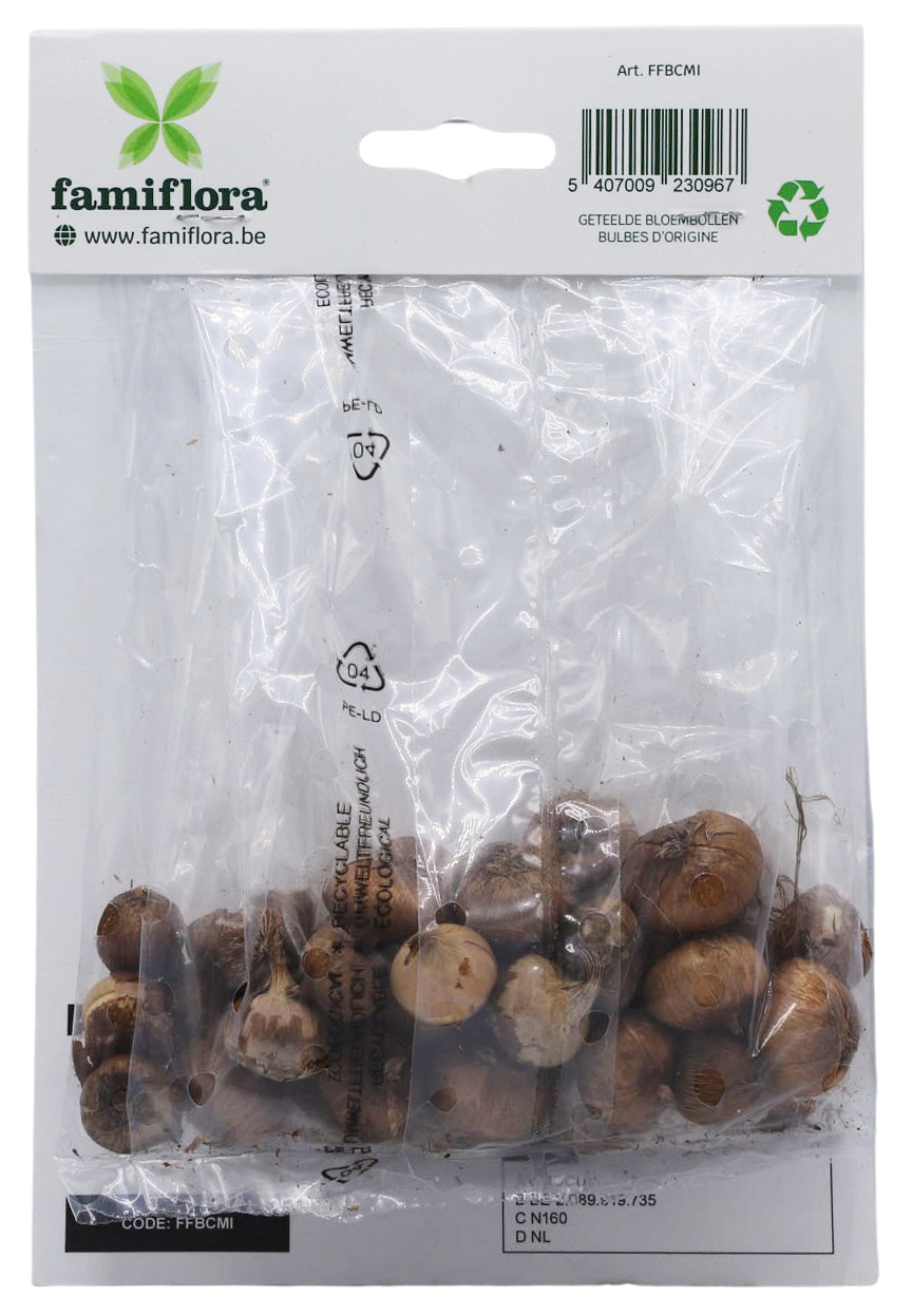 Famiflora Crocus Botanical - 40 bulbs - Spring flowering bulbs