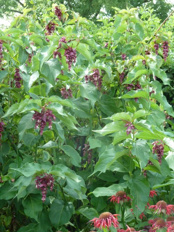Plantenfiche-Leycesteria-formosa-Purple-Rain-
