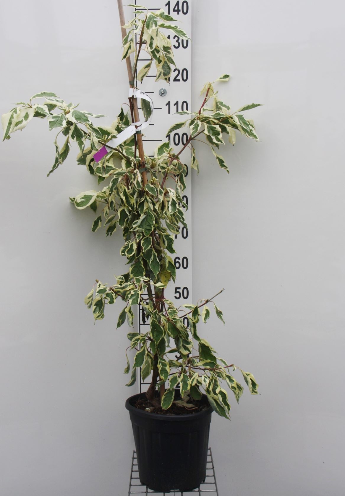 Cornus alba 'Variegata' - pot 10L - 100-125 cm
