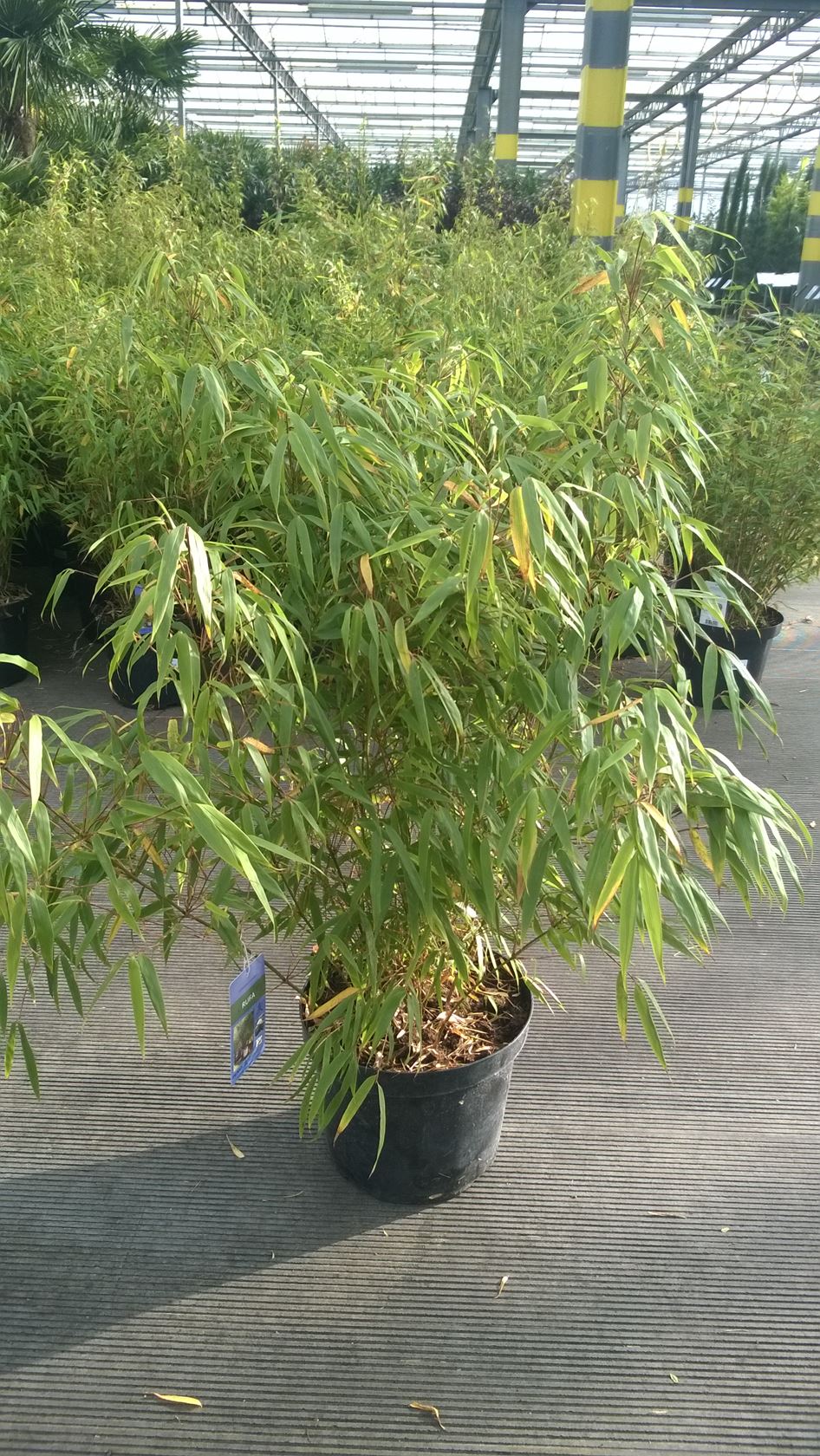 Fargesia 'Rufa' - pot 12L - 80-100 cm